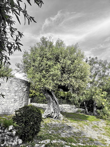L'olivier près de la tour