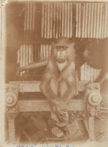 1927 Gabon achouka singe