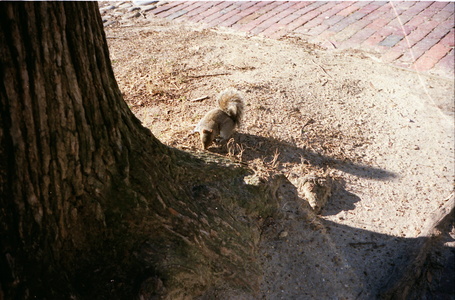Un écureuil à Williamsburg 1988
