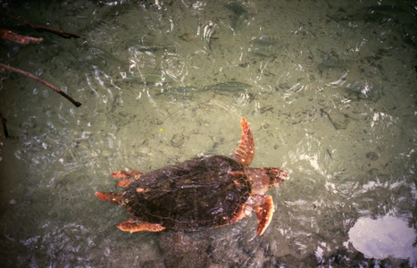 C'est une GROSSE tortue de Floride
