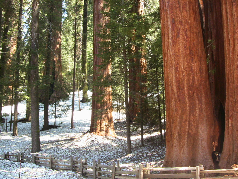 20060501_sequoia_géant3_2.jpg