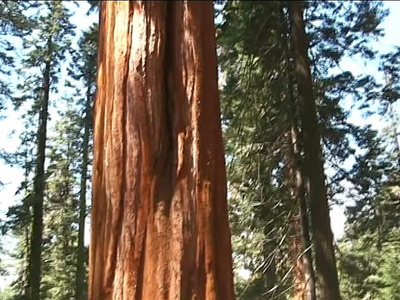 Sequoia Geant  Californie