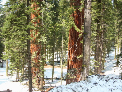 Sequoia Geant  Californie
