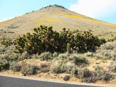 Joshuah trees vers Death Valley  Nevada