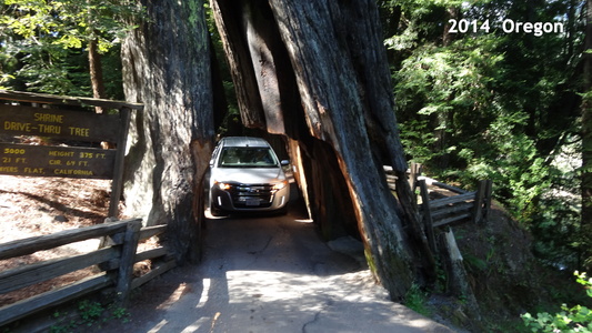 HW1 Californie Redwood NP