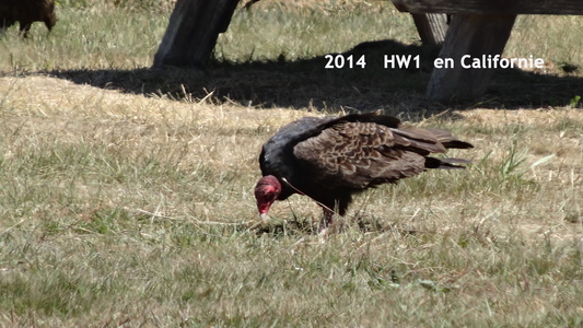 hw1 Californie vautour
