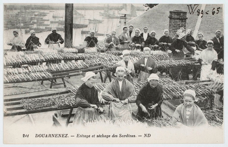 Douarnenez - Étêtage et séchage des sardines