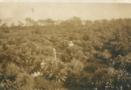 1929 gabon plantation de cafe serge et germaine1b