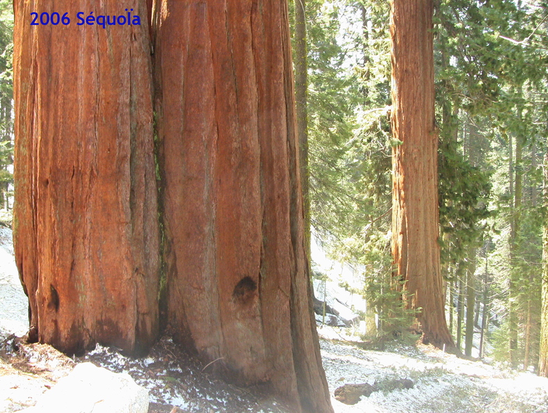 20060501_sequoia_geant1.jpg