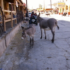 Les mules de Oatman, Arizona, sur la route 66