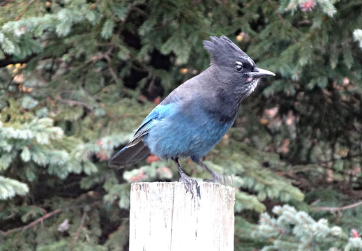 La huppe bleue de Rogers Pass