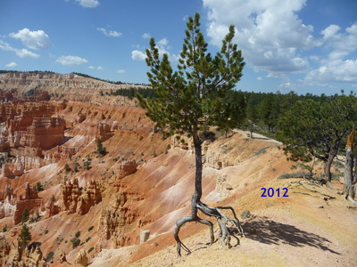 Le petit arbre courageux au bord du Bryce Canyon Utah en 2012