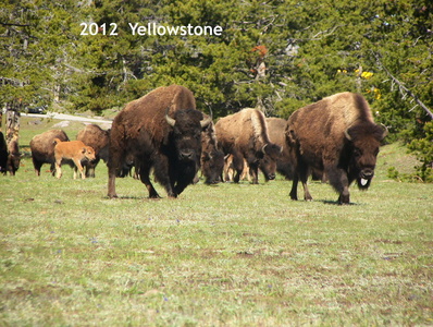 Yellowstone  Wyoming