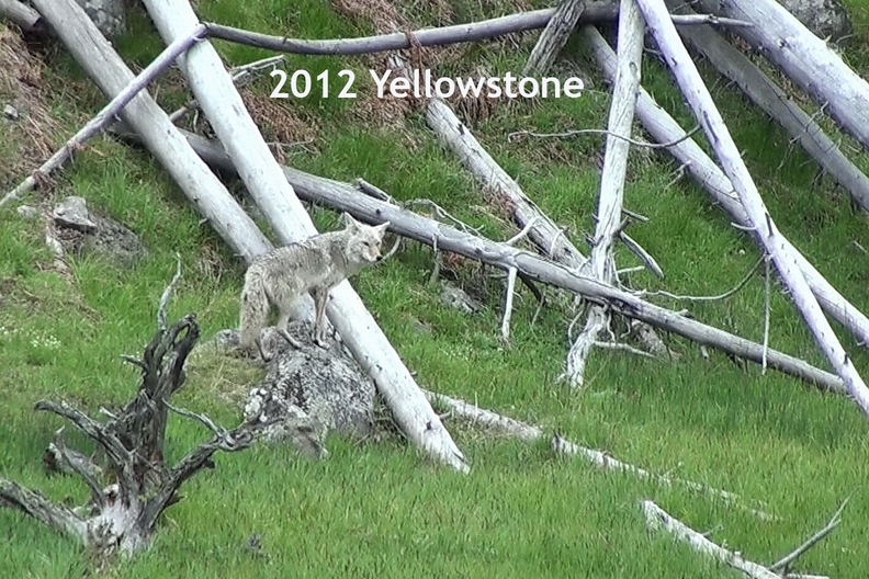 20120531_Yellowstone_Coyote.jpg