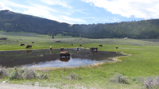 20180605 Yellowstone  Wyoming