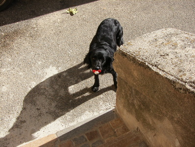 20070714 cisco verdon chienne avec tetine