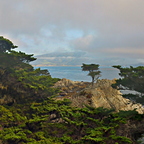 Lonely Cypress at Carmel-by-the-Sea