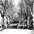 Les moutons avenue des Poilus devant la mairie