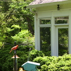 Un cardinal chez Claudie à Greensboro