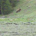 Le jeune grizzli de Yellowstone
